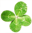 Leaf Image